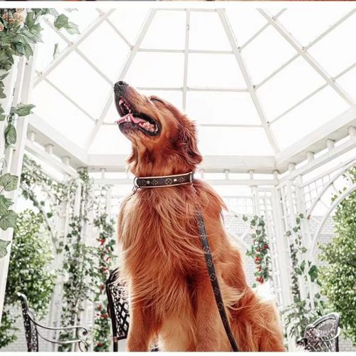 Dog leash collar